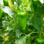 夏季休業期間のご案内
